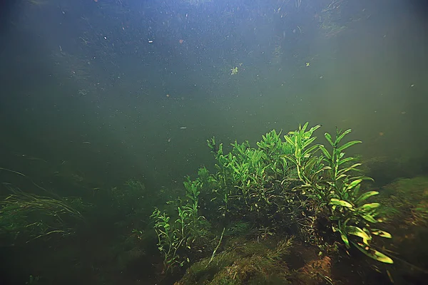Paisaje Submarino Lago Transparente Ecosistema Agua Dulce Paisaje Inusual Bajo —  Fotos de Stock