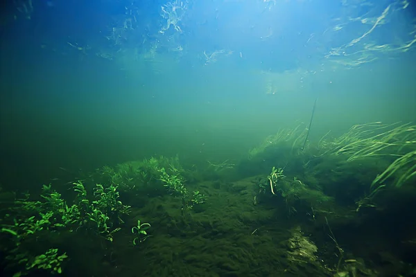 Underwater Landscape Transparent Lake Fresh Water Ecosystem Unusual Landscape Water — Stock Photo, Image