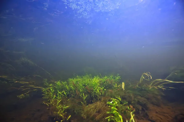 Підводний Пейзаж Прозоре Озеро Прісна Водна Екосистема Незвичайний Пейзаж Під — стокове фото