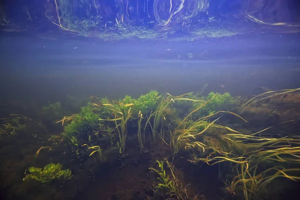 Unterwasser Textur Des Wassers Einem See Unterwasser Foto Süßwasser Ökosystem — Stockfoto