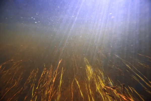 Underwater Photo Freshwater Pond Underwater Landscape Sun Rays Underwater Ecosystem — Stock Photo, Image