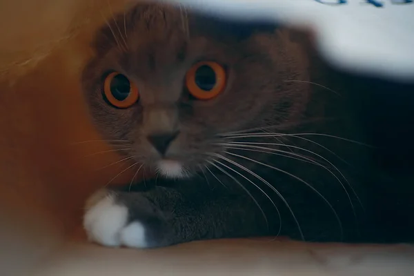 Милий Пухнастий Сірий Кіт Вдома — стокове фото