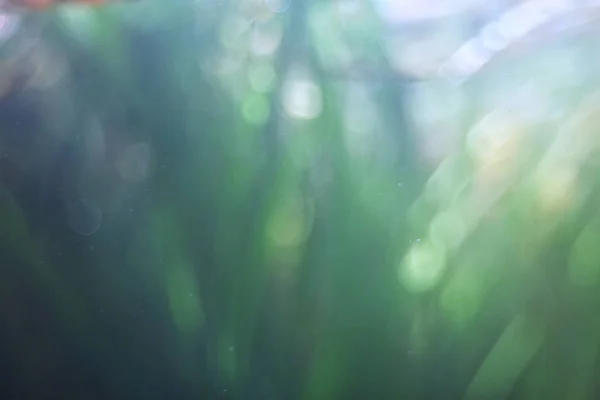 Підводна Текстура Води Озері Підводне Фото Прісноводних Екосистем Фон Текстури — стокове фото