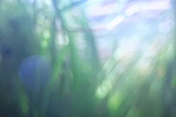 Підводна Текстура Води Озері Підводне Фото Прісноводних Екосистем Фон Текстури — стокове фото