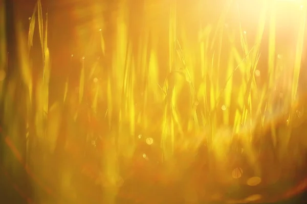 Bahar Güneşi Parlama Güneş Işınları Çim Sahası Bahar Arka Plan — Stok fotoğraf
