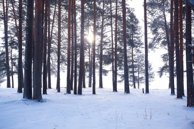 karlı yol boyunca kış orman manzarası