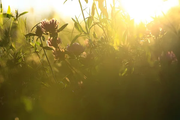 spring sun glare, sun rays on grass field, spring background