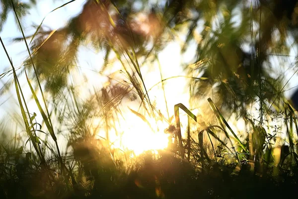 Printemps Soleil Éblouissement Rayons Soleil Sur Champ Herbe Fond Printemps — Photo