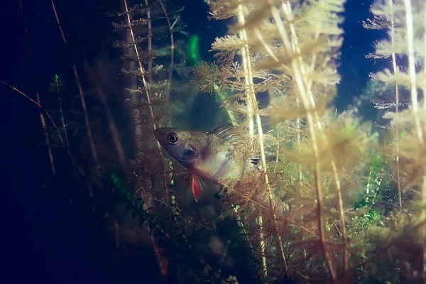 물고기와 생태계 — 스톡 사진