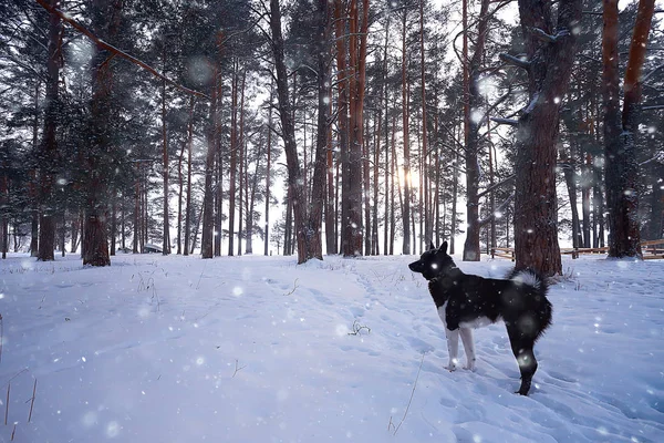 Snöig Väg Längs Skogen Vinterlandskap — Stockfoto