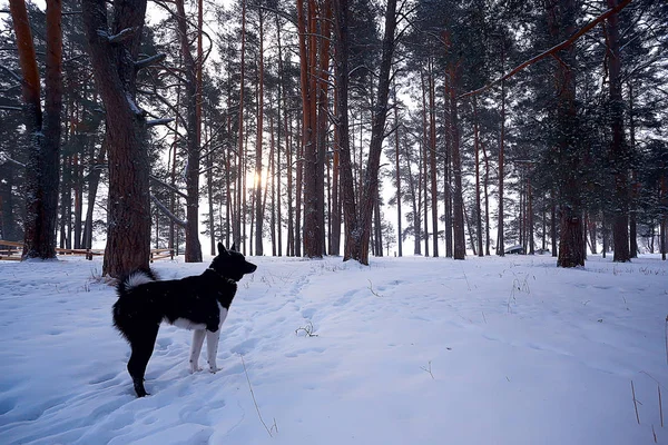 Snöig Väg Längs Skogen Vinterlandskap — Stockfoto