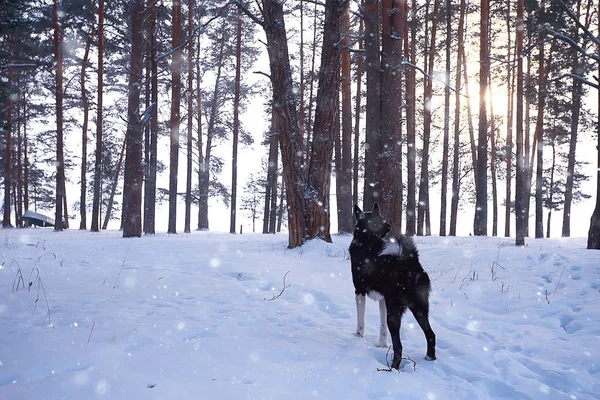 Snöig Väg Längs Skogen Vinterlandskap — Stockfoto