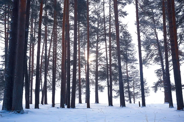 Karlı Yol Boyunca Kış Orman Manzarası — Stok fotoğraf