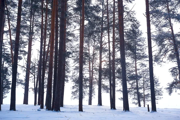 Karlı Yol Boyunca Kış Orman Manzarası — Stok fotoğraf
