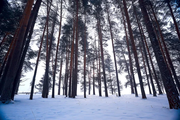 Strada Innevata Lungo Paesaggio Forestale Invernale — Foto Stock