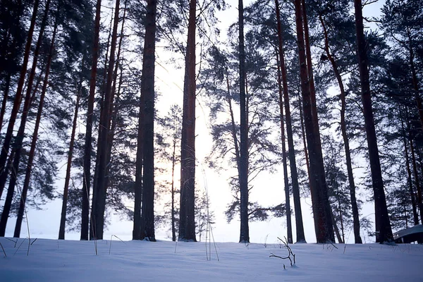 Strada Innevata Lungo Paesaggio Forestale Invernale — Foto Stock