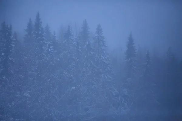 Nebbioso Paesaggio Invernale Con Nevicate Foresta Freddo Tempo Stagionale — Foto Stock