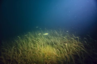 gece sualtı manzara / gece tatlı suda dalış yeşil yosun, gölde geceleri temiz taze su