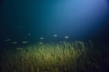 gece sualtı manzara / gece tatlı suda dalış yeşil yosun, gölde geceleri temiz taze su