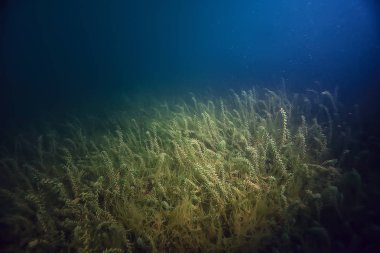 gece sualtı manzara / gece tatlı suda dalış yeşil yosun, gölde geceleri temiz taze su