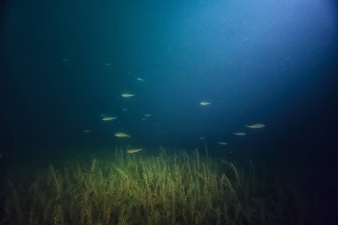 gece sualtı manzara / gece tatlı suda dalış yeşil yosun, gölde geceleri temiz taze su