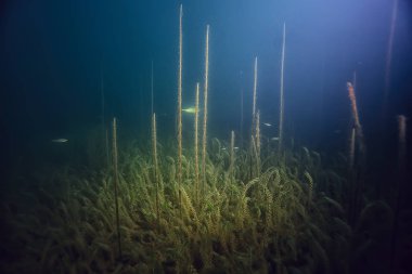 gece sualtı manzara / gece tatlı suda dalış yeşil yosun, gölde geceleri temiz taze su