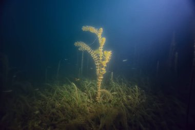 gece sualtı manzara / gece tatlı suda dalış yeşil yosun, gölde geceleri temiz taze su