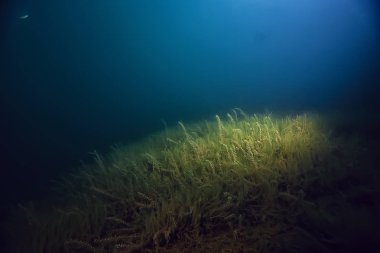 gece sualtı manzara / gece tatlı suda dalış yeşil yosun, gölde geceleri temiz taze su