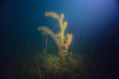 gece sualtı manzara / gece tatlı suda dalış yeşil yosun, gölde geceleri temiz taze su