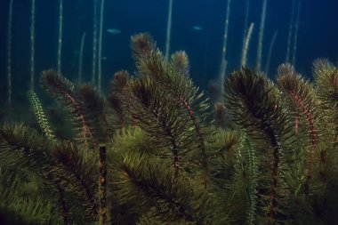 gece sualtı manzara / gece tatlı suda dalış yeşil yosun, gölde geceleri temiz taze su