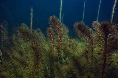 gece sualtı manzara / gece tatlı suda dalış yeşil yosun, gölde geceleri temiz taze su