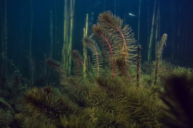 gece sualtı manzara / gece tatlı suda dalış yeşil yosun, gölde geceleri temiz taze su