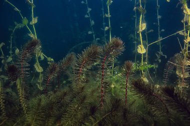 gece sualtı manzara / gece tatlı suda dalış yeşil yosun, gölde geceleri temiz taze su