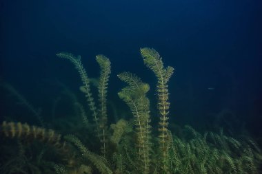 gece sualtı manzara / gece tatlı suda dalış yeşil yosun, gölde geceleri temiz taze su