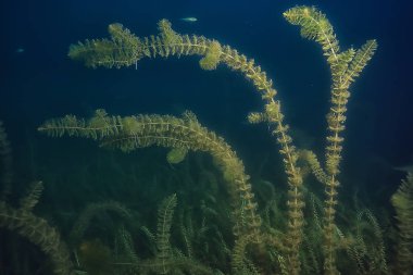 gece sualtı manzara / gece tatlı suda dalış yeşil yosun, gölde geceleri temiz taze su