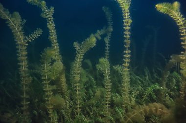 gece sualtı manzara / gece tatlı suda dalış yeşil yosun, gölde geceleri temiz taze su