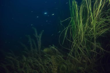 gece sualtı manzara / gece tatlı suda dalış yeşil yosun, gölde geceleri temiz taze su