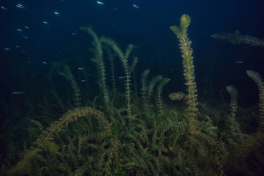 gece sualtı manzara / gece tatlı suda dalış yeşil yosun, gölde geceleri temiz taze su