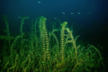 gece sualtı manzara / gece tatlı suda dalış yeşil yosun, gölde geceleri temiz taze su