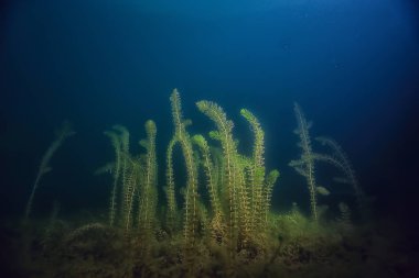 gece sualtı manzara / gece tatlı suda dalış yeşil yosun, gölde geceleri temiz taze su