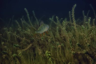 gece sualtı manzara / gece tatlı suda dalış yeşil yosun, gölde geceleri temiz taze su