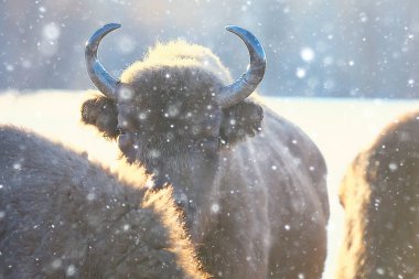 Bizonlar karlı ormandaki, doğal ortamlarında yaban öküzü