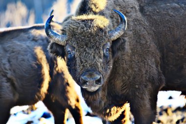 bisons in snowy forest, aurochs in natural habitat clipart