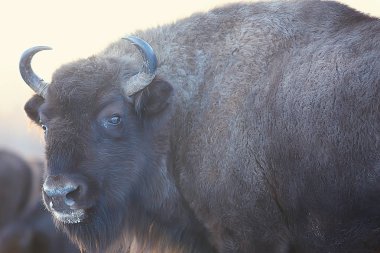 bison in snowy forest, auroch in natural habitat clipart