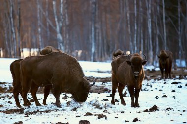 Bizonlar karlı ormandaki, doğal ortamlarında yaban öküzü