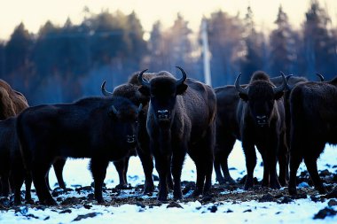 Bizonlar karlı ormandaki, doğal ortamlarında yaban öküzü