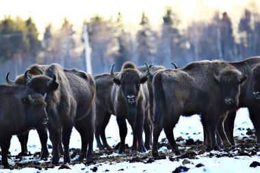 Bizonlar karlı ormandaki, doğal ortamlarında yaban öküzü