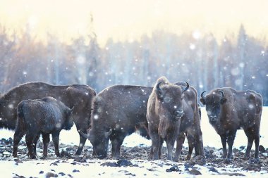 Bizonlar karlı ormandaki, doğal ortamlarında yaban öküzü