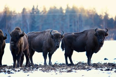 Bizonlar karlı ormandaki, doğal ortamlarında yaban öküzü