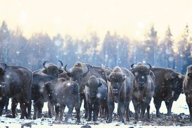 Bizonlar karlı ormandaki, doğal ortamlarında yaban öküzü